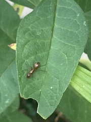 Camponotus castaneus