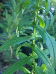 Ammannia latifolia