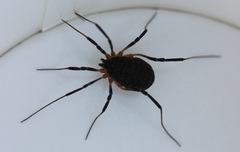 Eumesosoma