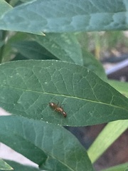 Camponotus castaneus