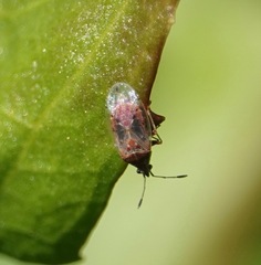 Kleidocerys resedae