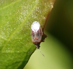 Kleidocerys resedae