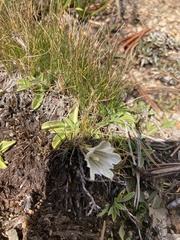 Gentiana newberryi tiogana