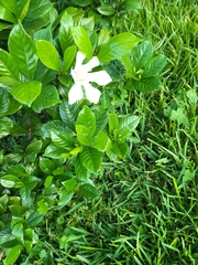 Gardenia jasminoides