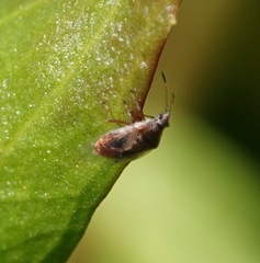 Kleidocerys resedae