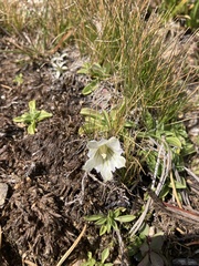 Gentiana newberryi tiogana
