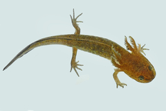 Caudata