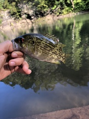 Ambloplites rupestris