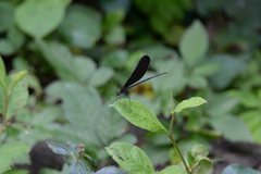 Atrocalopteryx atrata