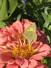 Colias