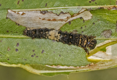 Limenitis