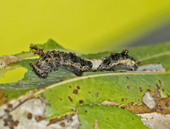 Limenitis