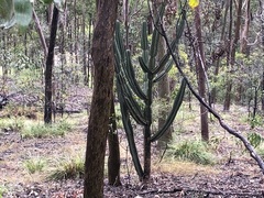 Cereus hildmannianus