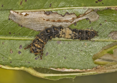 Limenitis