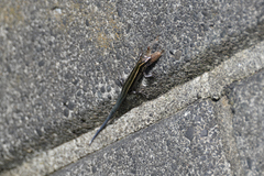 Plestiodon finitimus