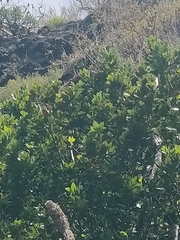 Laurus novocanariensis