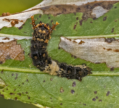 Limenitis