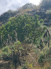 Laurus novocanariensis