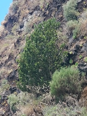 Laurus novocanariensis