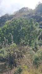 Laurus novocanariensis