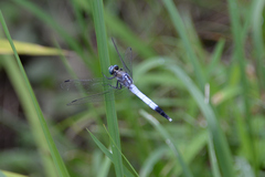 Orthetrum albistylum speciosum