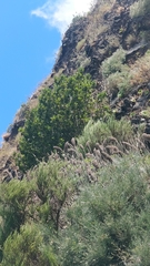 Laurus novocanariensis