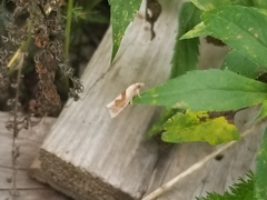 Pelochrista similiana