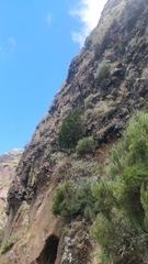 Laurus novocanariensis