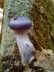 Cortinarius iodes