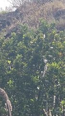 Laurus novocanariensis