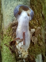 Cortinarius iodes