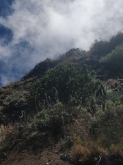 Laurus novocanariensis