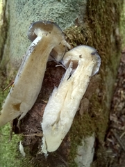 Cortinarius iodes