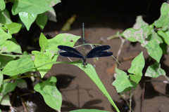 Atrocalopteryx atrata