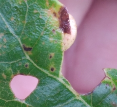 Belonocnema treatae