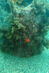 Pentagonaster duebeni