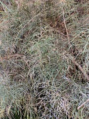 Lycopodium deuterodensum