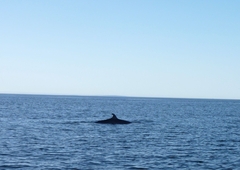 Balaenoptera acutorostrata