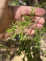 Juniperus ashei