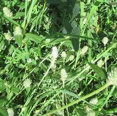 Gomphrena serrata