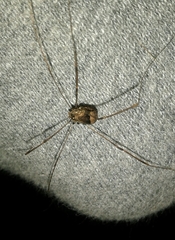 Leiobunum blackwalli