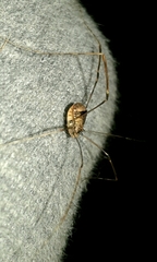 Leiobunum blackwalli