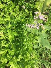 Conoclinium dissectum