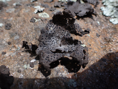 Umbilicaria