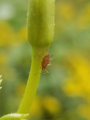 Macrosiphum