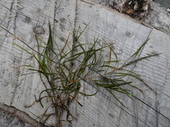Potamogeton strictifolius