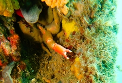 Schizophrys rufescens