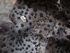 Umbilicaria