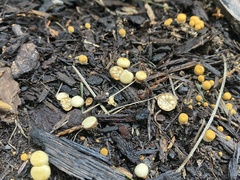 Nidulariaceae