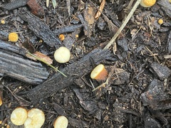 Nidulariaceae